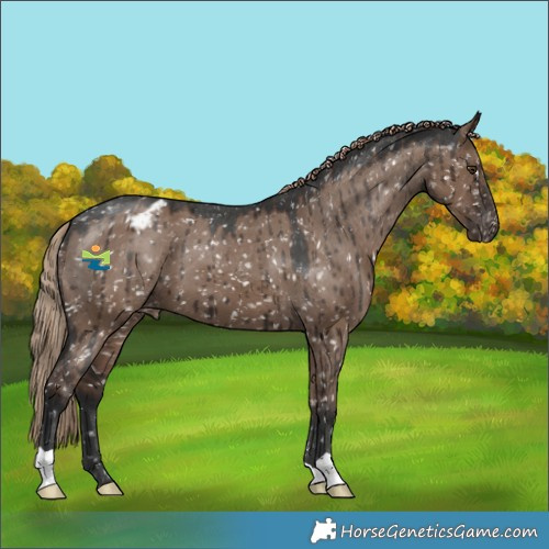 Horse Color:Liver Red Dun Appaloosa Brindle