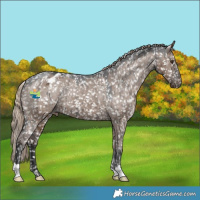 Horse Color:Liver Red Dun Appaloosa Brindle 