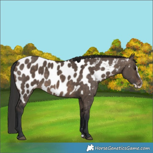 Horse Color:Brown Dun Frame Near Leopard 