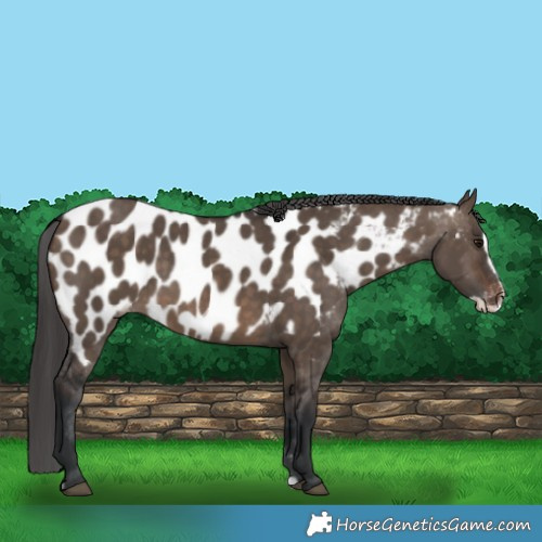 Horse Color:Brown Dun Frame Appaloosa 