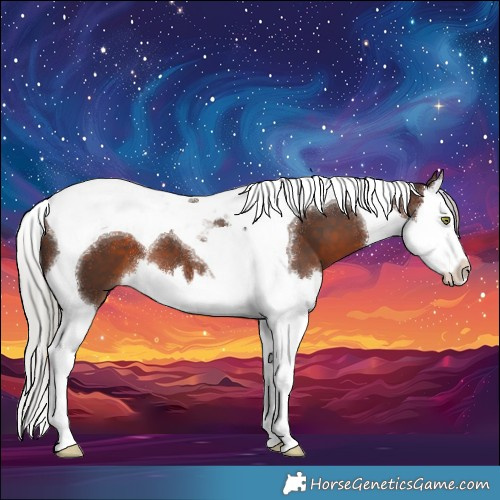 Horse Color:Silver Brown Splash Tobiano 