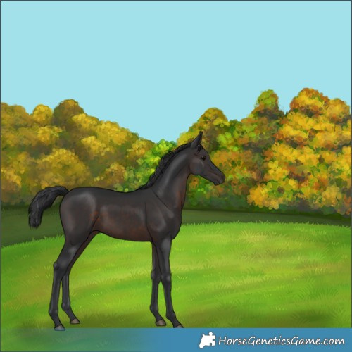 Horse Color:Brown 