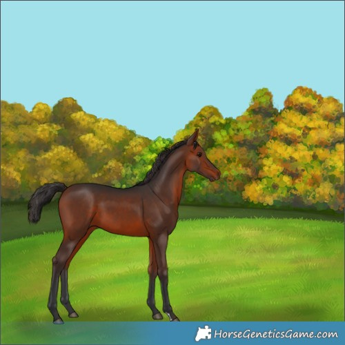 Horse Color:Bay 