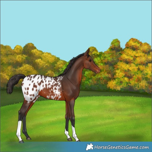 Horse Color:Brown Tobiano Blanket 