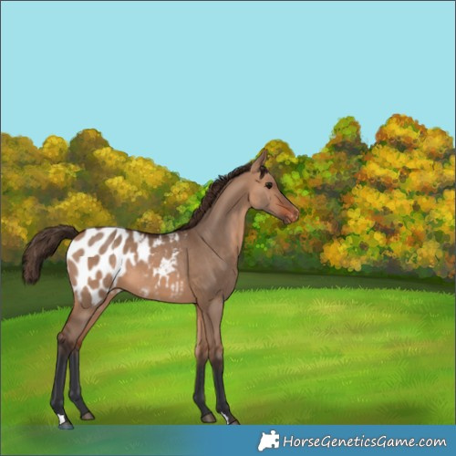 Horse Color:Bay Dun Blanket 