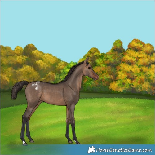 Horse Color:Bay Dun Blanket 