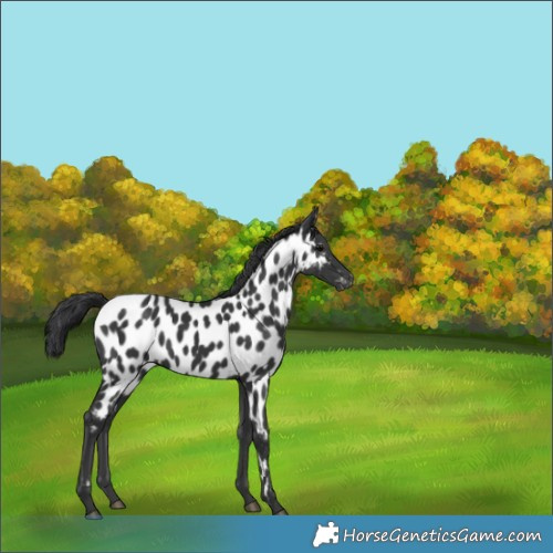 Horse Color:Black Appaloosa 