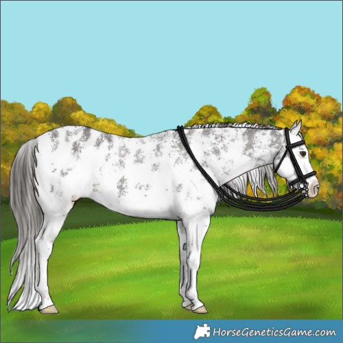 Horse Color:Liver Chestnut Sabino Splash Appaloosa