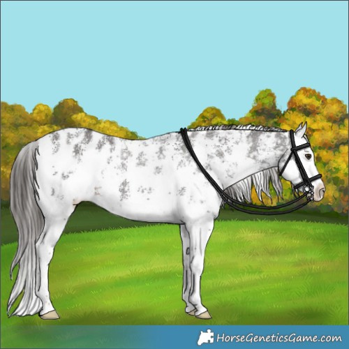 Horse Color:Liver Chestnut Sabino Splash Blanket