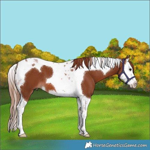 Horse Color:Chestnut Splash Tobiano 