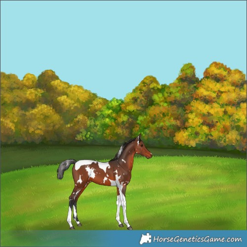 Horse Color:White Spotted Brown Tobiano 