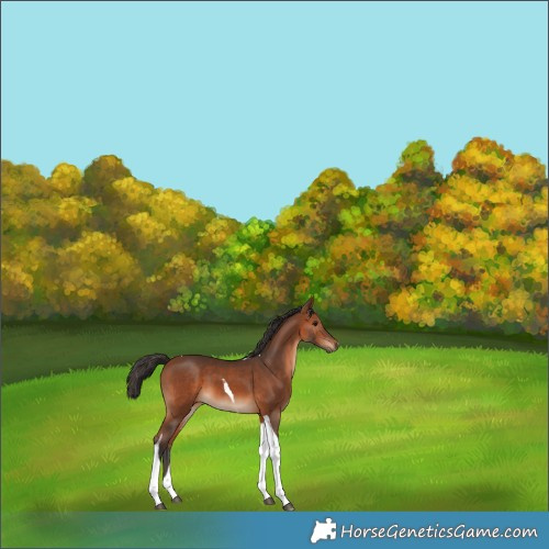 Horse Color:Bay Tobiano 