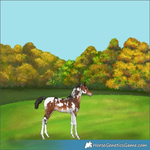 Horse Color:White Spotted Brown Tobiano 