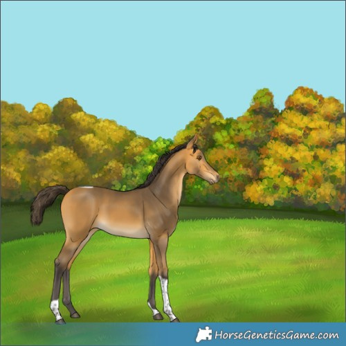 Horse Color:Buckskin Tobiano Rabicano 