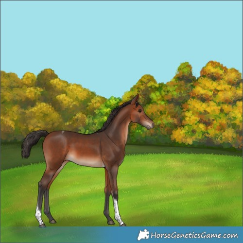 Horse Color:Bay Tobiano Rabicano 