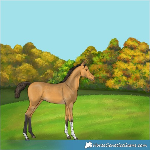 Horse Color:Buckskin Tobiano Rabicano 