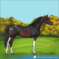 Horse Color:Brown Tobiano 