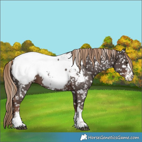 Horse Color:Liver Chestnut Sabino Near Fewspot 