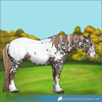 Horse Color:Liver Chestnut Sabino Near Fewspot