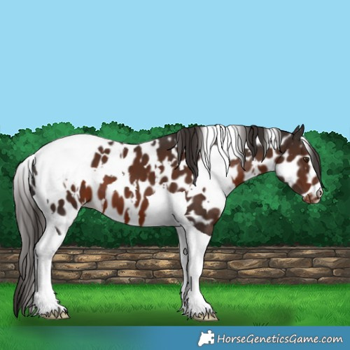 Horse Color:White Spotted Liver Chestnut Tobiano Appaloosa 