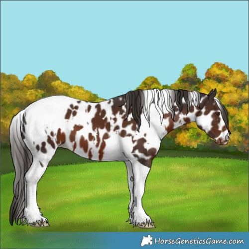 Horse Color:White Spotted Liver Chestnut Tobiano Leopard 