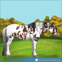 Horse Color:White Spotted Liver Chestnut Tobiano Appaloosa 