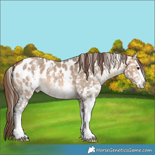 Horse Color:Bay Dun Sabino Blanket 