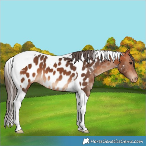 Horse Color:Bay Tobiano Near Leopard 