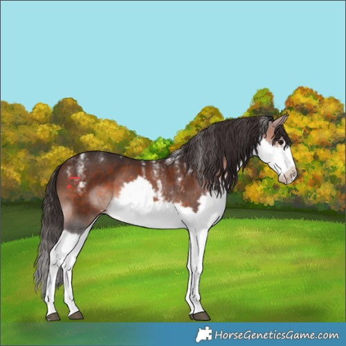 Horse Color:Powder White Brown Splash Frame 