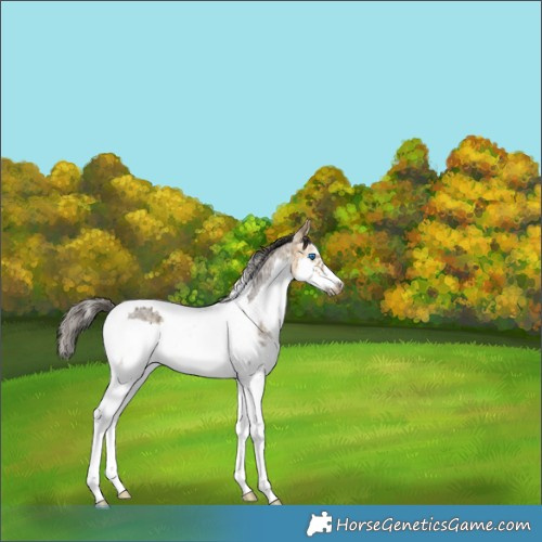 Horse Color:White Spotted Buckskin Splash Tobiano Frame 