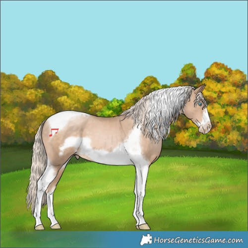 Horse Color:Chocolate Palomino Pearl Tobiano Frame 
