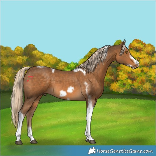 Horse Color:Chocolate Palomino Tobiano Frame 