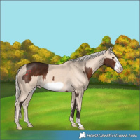 Horse Color:Liver Chestnut Frame and Cremello Frame