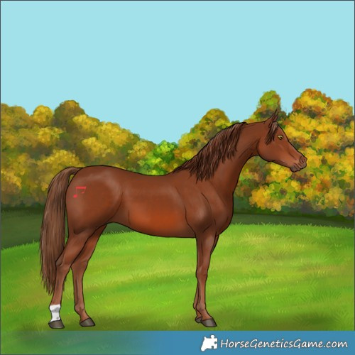 Horse Color:Chestnut 