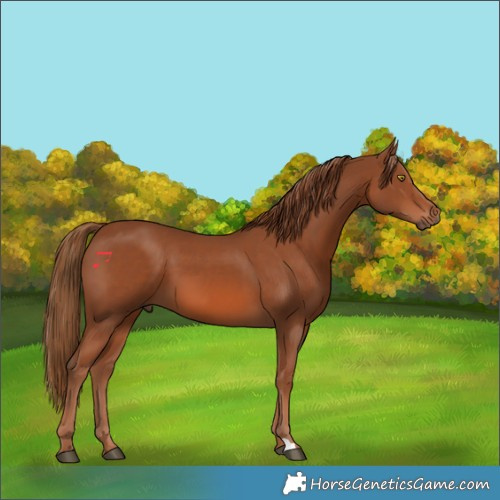 Horse Color:Chestnut 