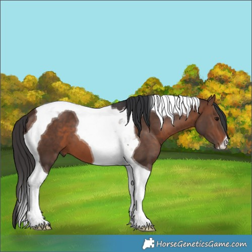 Horse Color:Brown Tobiano 