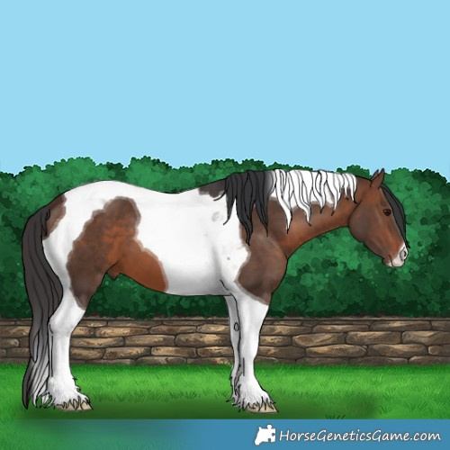 Horse Color:Brown Tobiano 
