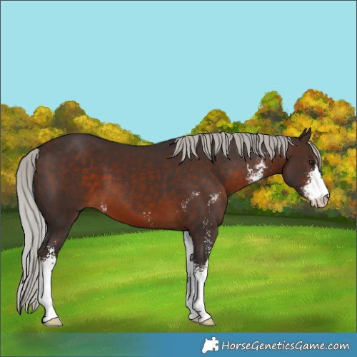 Horse Color:Silver Brown Sabino 