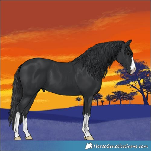 Horse Color:Black 