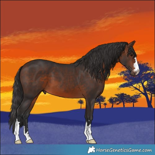 Horse Color:Brown 