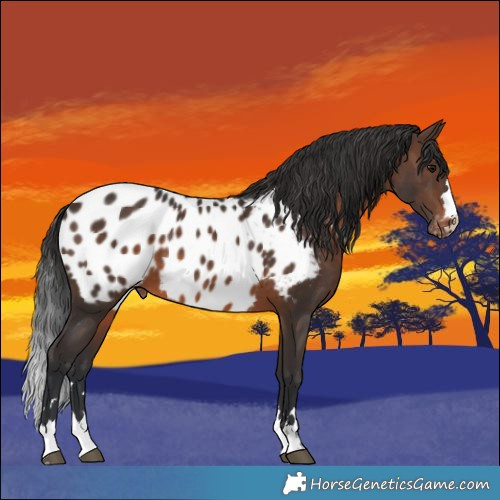 Horse Color:Brown Appaloosa 
