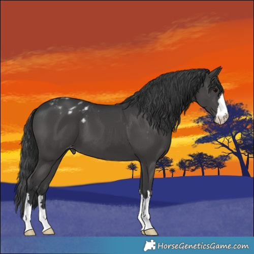 Horse Color:Black Appaloosa 