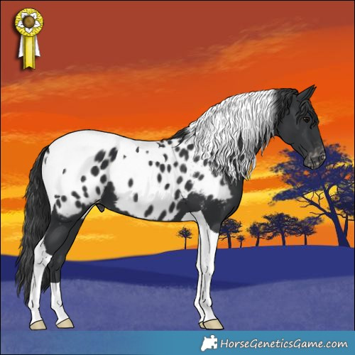 Horse Color:Black Tobiano Appaloosa 