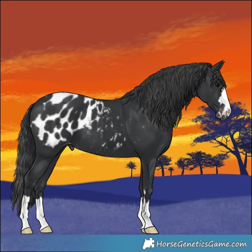 Horse Color:Black Appaloosa 