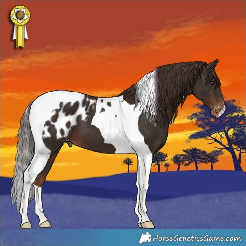 Horse Color:Liver Chestnut Tobiano Appaloosa 
