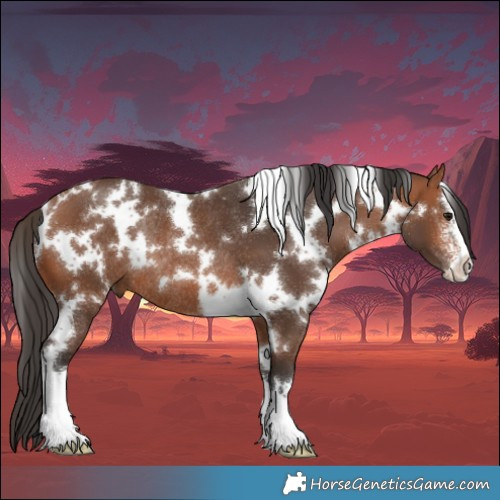 Horse Color:White Spotted Bay Sabino Rabicano 