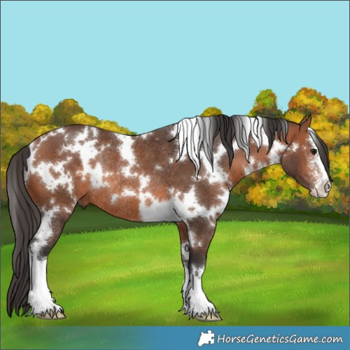 Horse Color:White Spotted Bay Sabino Rabicano 