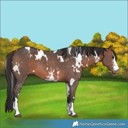 Horse Color:White Spotted Brown Sabino 