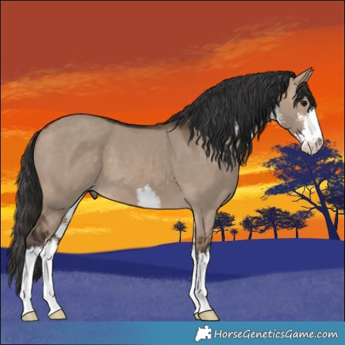 Horse Color:White Spotted Brown Dun 