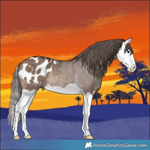 Horse Color:Bay Dun Splash Appaloosa Rabicano 